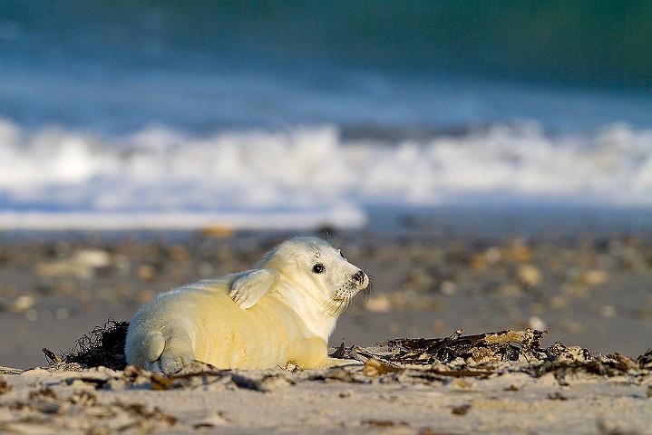 Kegelrobbe Halichoerus grypus